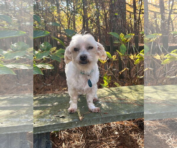 Medium Photo #9 Maltese Puppy For Sale in Arlington, VA, USA