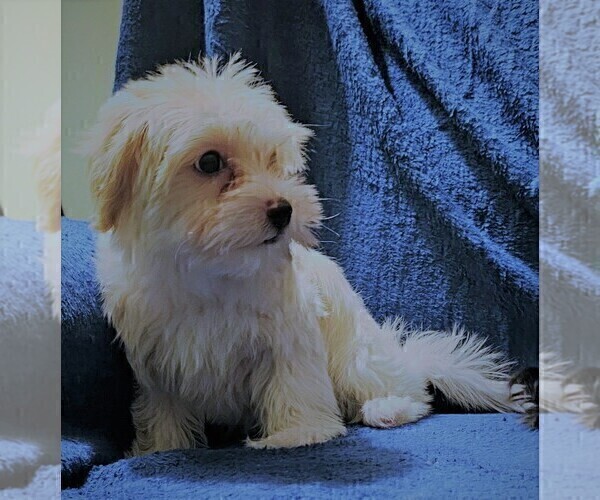 Medium Photo #6 Morkie Puppy For Sale in HOLLAND, MI, USA