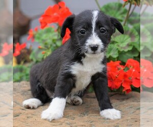 Foodle Puppy for sale in FREDERICKSBG, OH, USA