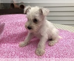 Small Photo #4 Schnauzer (Miniature) Puppy For Sale in GOSHEN, IN, USA