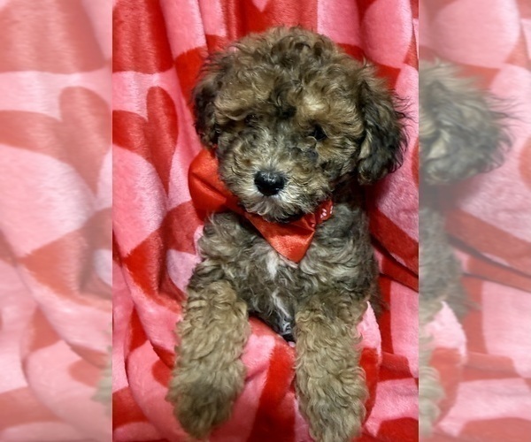 Medium Photo #2 ShihPoo Puppy For Sale in SALEM, OR, USA
