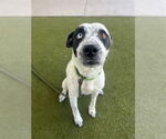 Small #1 Mutt