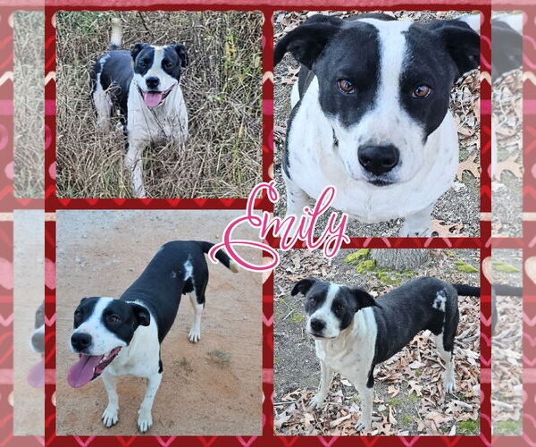 Medium Photo #4 American Pit Bull Terrier-American Staffordshire Terrier Mix Puppy For Sale in Blacksburg, SC, USA