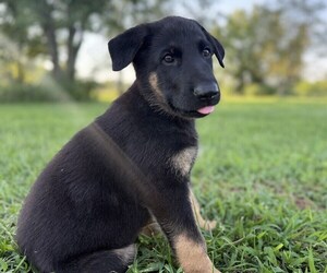 German Shepherd Dog Puppy for sale in HOLDEN, MO, USA