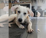 Small Great Pyrenees Mix