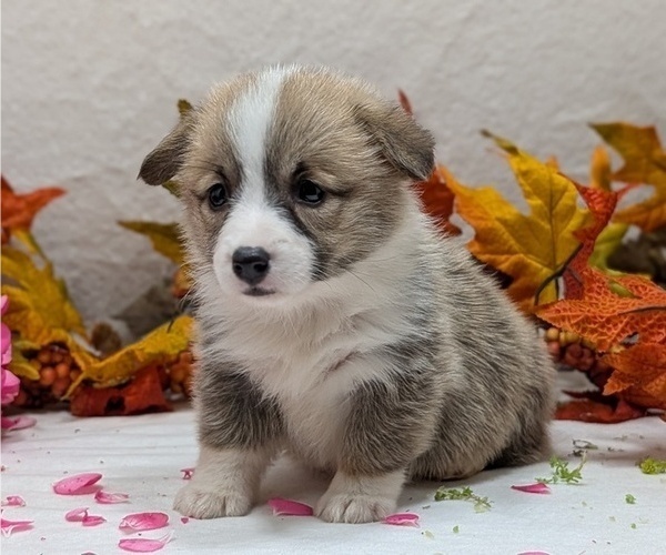 Medium Photo #50 Pembroke Welsh Corgi Puppy For Sale in GOSHEN, IN, USA