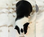 Small Photo #8 Boston Terrier Puppy For Sale in CARMICHAEL, CA, USA