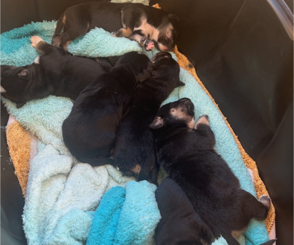 Medium Photo #1 Cane Corso-Siberian Husky Mix Puppy For Sale in SPARTANBURG, SC, USA