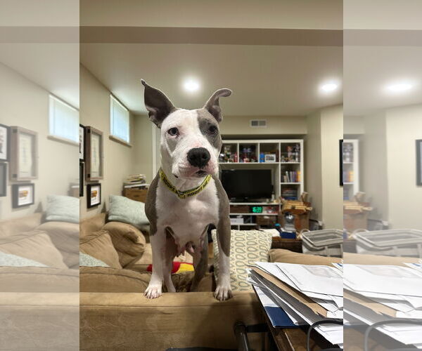 Medium Photo #6 American Pit Bull Terrier Puppy For Sale in Alexandria, VA, USA