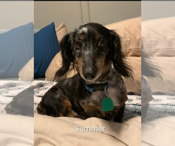 Medium Photo #1 Dachshund Puppy For Sale in Sioux Falls, SD, USA