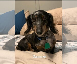 Dachshund Dogs for adoption in Sioux Falls, SD, USA
