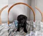 Small Photo #19 Labrador Retriever Puppy For Sale in CAPE CORAL, FL, USA