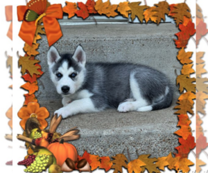 Siberian Husky Puppy for sale in CEDAR HILL, MO, USA