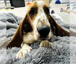 Small #1 Basset Hound
