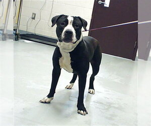 Mutt Dogs for adoption in Fayetteville, NC, USA