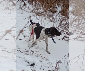 Mother of the German Shorthaired Pointer puppies born on 06/26/2026