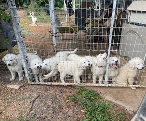 Great Pyrenees Puppy for Sale in MULLIN, Texas USA