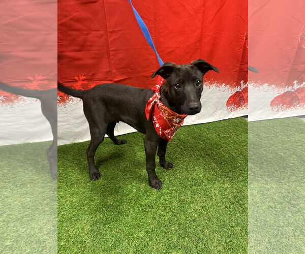 Medium Photo #2 Labrador Retriever-Unknown Mix Puppy For Sale in Euless, TX, USA