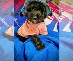 Puppy 6 Bernedoodle-Sheepadoodle Mix