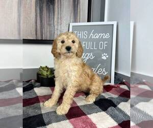 Goldendoodle (Miniature) Puppy for sale in FRANKLIN, IN, USA