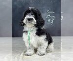 Puppy Green Boy Mutt-Poodle (Standard) Mix