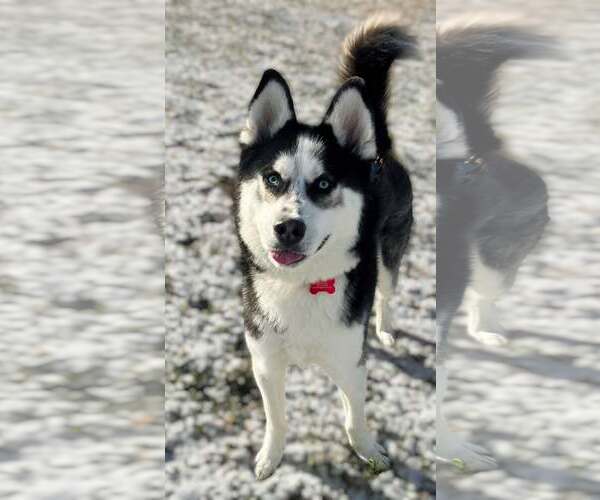 Medium Photo #7 German Shepherd Dog Puppy For Sale in Gretna, NE, USA