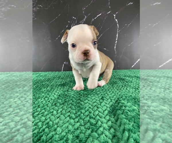 Medium Photo #4 Boston Terrier Puppy For Sale in TULARE, CA, USA