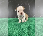 Small Photo #111 Boston Terrier Puppy For Sale in TULARE, CA, USA