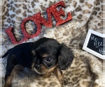 Small Photo #4 Cavalier King Charles Spaniel Puppy For Sale in ABILENE, TX, USA