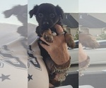 Small Photo #9 Chihuahua-Chiweenie Mix Puppy For Sale in MURFREESBORO, TN, USA