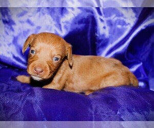 Dachshund Puppy for sale in BLMGTN, IN, USA