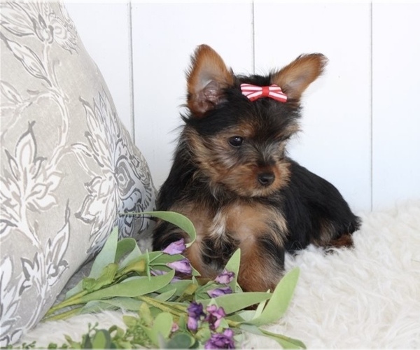 Medium Photo #1 Yorkshire Terrier Puppy For Sale in LAKELAND, FL, USA