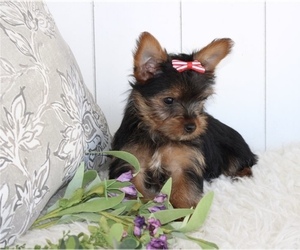 Yorkshire Terrier Puppy for sale in LAKELAND, FL, USA