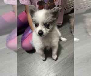 Pomeranian Puppy for sale in GRAND PRAIRIE, TX, USA