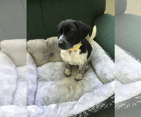 Medium Photo #2 Beagle-Unknown Mix Puppy For Sale in Tampa, FL, USA