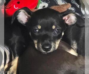 Chiweenie Dogs for adoption in Los Angeles, CA, USA