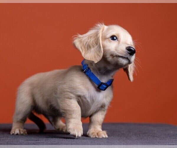 Medium Photo #51 Dachshund Puppy For Sale in CROWLEY, TX, USA