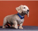 Small Photo #51 Dachshund Puppy For Sale in CROWLEY, TX, USA