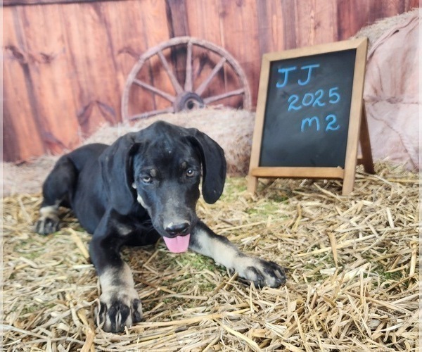 Medium Photo #7 Catahoula Leopard Dog Puppy For Sale in CUMBY, TX, USA