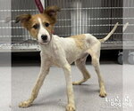 Small #2 Jack Russell Terrier Mix