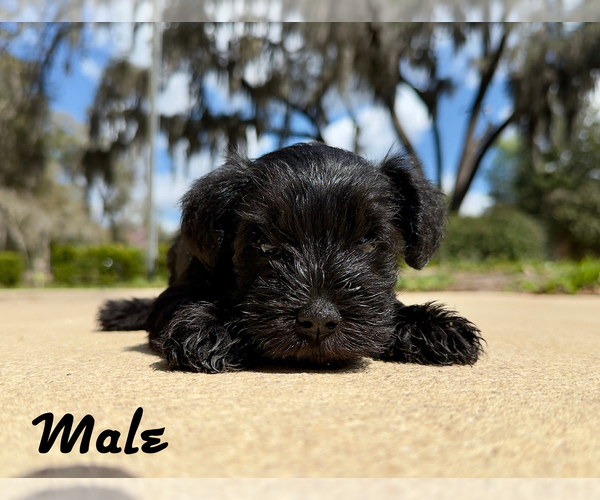 Medium Photo #2 Schnauzer (Miniature) Puppy For Sale in KEYSTONE HEIGHTS, FL, USA