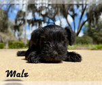 Small #1 Schnauzer (Miniature)