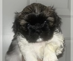 Small Photo #6 Shih Tzu Puppy For Sale in LUTZ, FL, USA