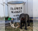 Puppy Lady Labrador Retriever
