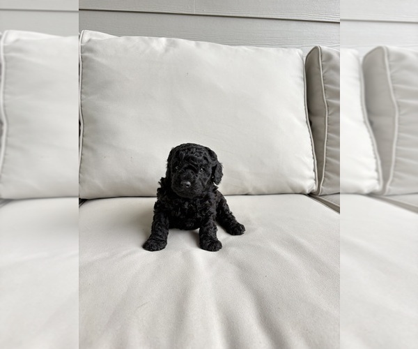 Medium Photo #5 Poodle (Miniature) Puppy For Sale in WELLFORD, SC, USA