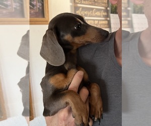 Father of the Dachshund puppies born on 11/01/2025