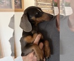 Small Photo #1 Dachshund Puppy For Sale in COLORADO SPRINGS, CO, USA