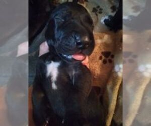 Great Dane Puppy for sale in SEVIERVILLE, TN, USA