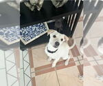 Small #3 Carolina Dog Mix