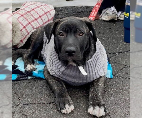 Medium Photo #5 German Shepherd Dog-Unknown Mix Puppy For Sale in Canton, CT, USA